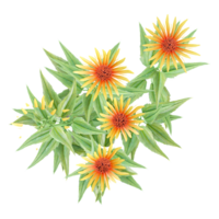 3d rendering of Echinacea Fountain plant isolated on transparent Canvas from the top view png