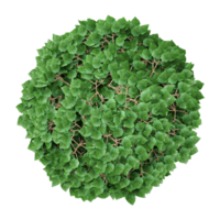 collection of Southern catalpa tree isolated on transparent Canvas from the top view png