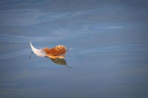 Leaf Falls and Floats on the surface of a Stream photo