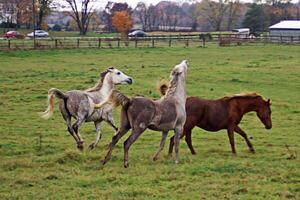 Three horses running in a field photo