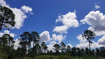 A field with trees and clouds in the background photo