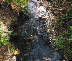 A stream of water running through a forest photo