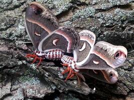 Two large moth butterflies are sitting on a tree photo
