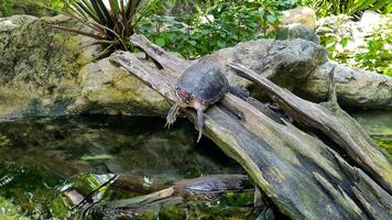 A turtle is sitting on a log in a pond photo