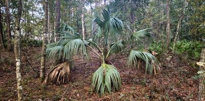 A large palm tree in the middle of a forest photo