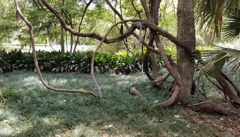 A tree with some branches and leaves in the grass photo