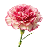 Carnation image isolated on a transparent background png