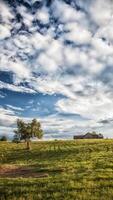 A lone tree stands in a grassy field photo