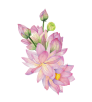 Pink lotus flower with bud and box. Isolated on background Watercolor illustration. Composition For design, decor and printing, souvenirs and postcards, typography png