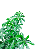 branch of a green tree frame, green plant tree branch with leaf on a transparent background, png