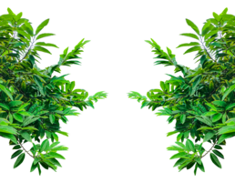 custard apple tree branch with isolated on white background, green leaves frame, fresh leaves mockup bush isolated, a plant with green leaves frame on a transparent background, png