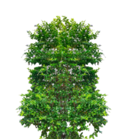 a tree with green leaves on , two trees with green leaves and flowers on them, green grass border, green grass border, green ivy frame with green space for frame png
