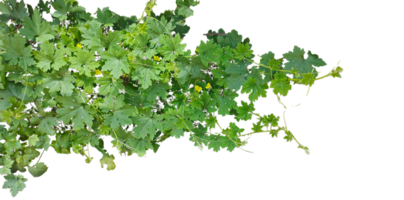 Bitter Gourd tree leaf with vine, branch of a tree, a vine with leaves and green leaves on it png