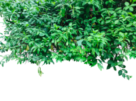 green plants on a tree with leaves, two trees with green leaves and flowers on them, green grass border, green grass border, green ivy frame with white space for frame, the green trees are drawn png