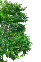 a tree with green leaves on a transparent background, two trees with green leaves and flowers on them, green grass border, green grass border, green ivy frame with green space for frame png
