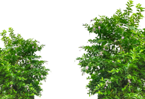 two trees with green leaves and flowers on them, green grass border, green grass border, green ivy frame with white space for frame, the green trees are drawn with a green border png