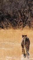 A cheetah running across a dry field photo
