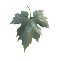 A Single Leaf Displayed Against A Transparent Background, Highlighting Its Intricate Details And Natural Beauty png