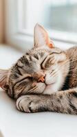 A peaceful sleeping cat with a serene expression, showcasing its adorable features. photo