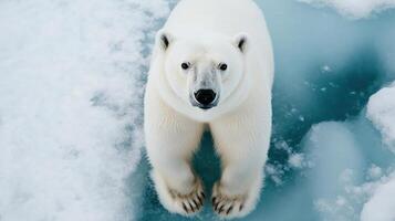 A close-up of a curious polar bear standing on the icy landscape, looking directly at the camera. photo