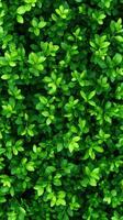 Vibrant green leaves create a lush and refreshing background full of life. photo