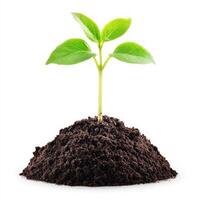 A young plant sprouting from rich, dark soil symbolizing growth. isolated on white background. photo