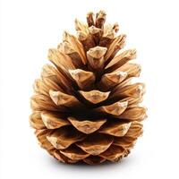Forest pinecone isolated on white background photo