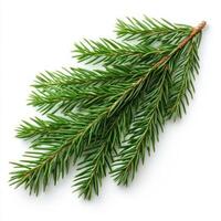 Pine branch isolated on white background photo