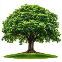 Forest tree isolated on white background photo
