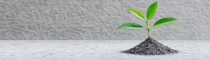 A young plant emerging from soil on a textured surface, symbolizing growth and renewal. photo