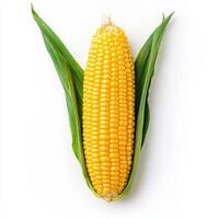 Fresh corn on the cob with vibrant yellow kernels. isolated on white background. photo