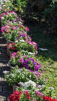 A row of flower pots photo