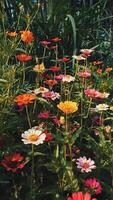 A bunch of flowers in a field photo