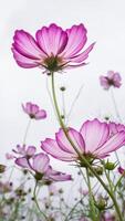 Cosmos flowers in the sky photo