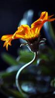 A single orange flower is shown in the dark photo