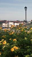 Yellow flowers in front of a street lamp photo