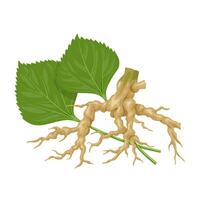 Illustration of catnip roots and leaves, scientific name Indian Acalypha, isolated on a white background. vector