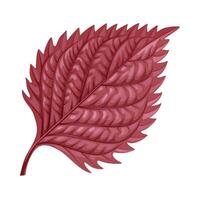 Illustration of red shiso leaf, or red perilla, isolated on white background. vector
