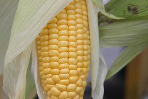 Freshly harvested Ears of Yellow Corn on the Cob, ready to be enjoyed and savored photo