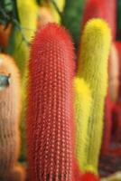 Colorful Cacti Display A Collection of Vibrant and Uniquely Shaped Succulent Plants photo