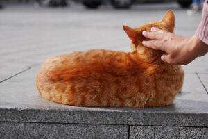 A Gentle Hand is Lovingly Petting a Relaxed and Content Orange Cat in a Vibrant Urban Setting photo