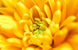 Abstract floral background, yellow chrysanthemum flower. Macro flowers backdrop for holiday brand design photo
