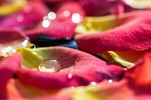 Red yellow rose petals with drops of water. Aromatherapy and spa concept. Blurred floral background photo