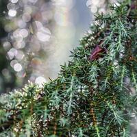 Closeup Blue leaves of evergreen coniferous tree Juniperus communis Horstmann after the rain. Extreme bokeh with light reflection. Macro photography, selective focus, blurred background photo