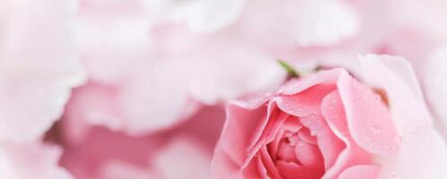 Beautiful pink rose with water drops. Can be used as background. Soft focus. Romantic style photo