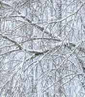 Fairytale fluffy snow-covered trees branches, nature scenery with white snow and cold weather. Snowfall in winter park photo