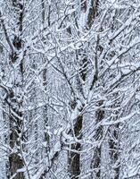 Fairytale fluffy snow-covered trees branches, nature scenery with white snow and cold weather. Snowfall in winter park photo