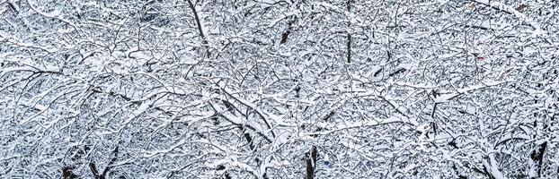 Fluffy snow-covered trees branches, nature scenery with white snow and cold weather. Snowfall in winter park photo
