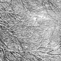 Fairytale fluffy snow-covered trees branches, nature scenery with white snow and cold weather. Snowfall in winter park photo