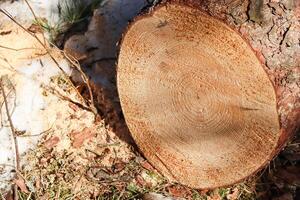 Close up of fresh cut tree trunk with drops of resin. photo